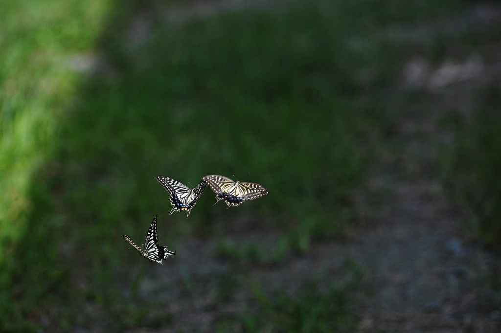 三頭の戯れ　２　DSC_6804
