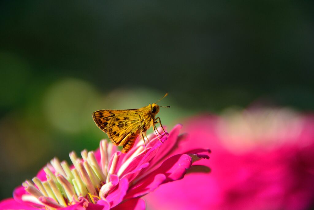 花とセセリチョウ　１　DSC_5077