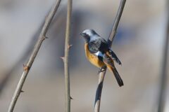 巡視中　　DSC_4957