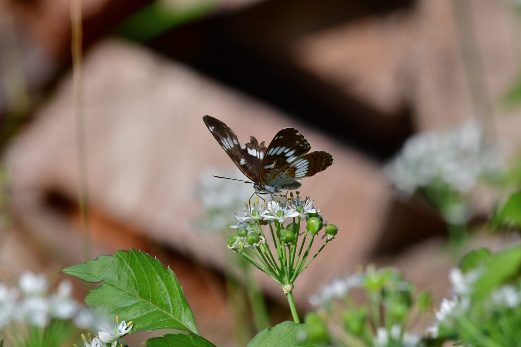 ニラの花にアサマイチモンジ　　　DSC_1393