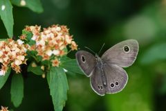 ヒメウラナミジャノメ　DSC_5095