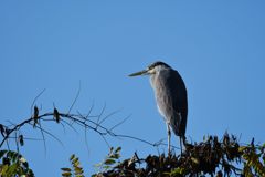 考える鳥　DSC_2538
