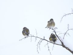 白い朝　DSCN2859