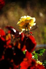 紅葉とバラ　DSC_4686