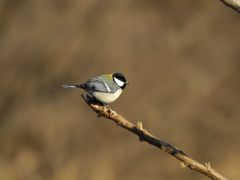 シジュウカラ　DSCN4162