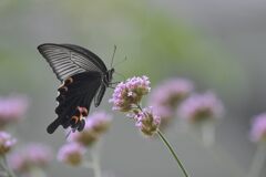 クロアゲハ　　DSC_0686