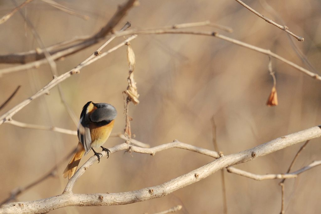 もうがまんできないよ！　 DSC_2276