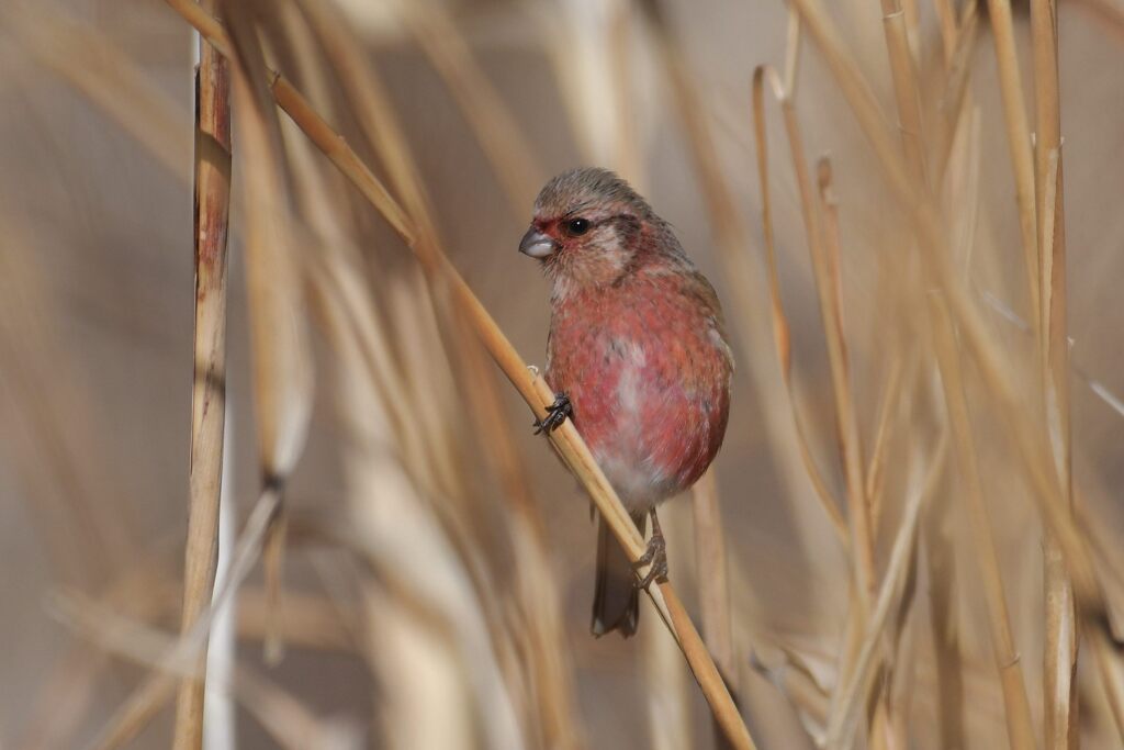 ベニマシコ　　DSC_5669