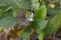ドクダミにヒメウラナミジャノメ　DSC_5122