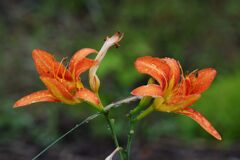 雨に濡れて　３　DSC_6190