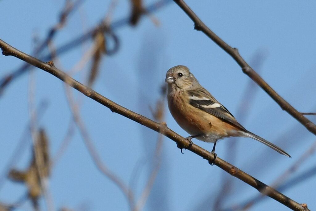 ベニマシコ　　　DSC_7877