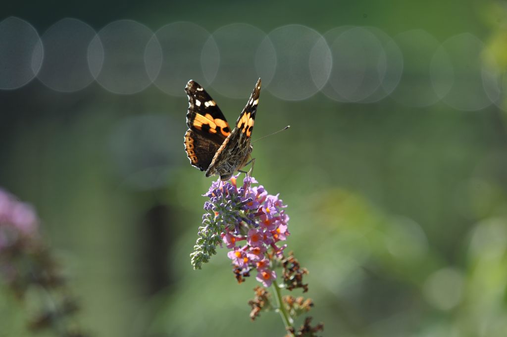 アカタテハ再び　DSC_8121