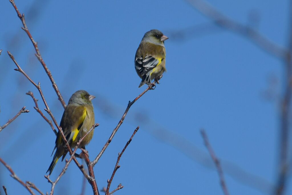 カワラヒワ　　DSC_5563