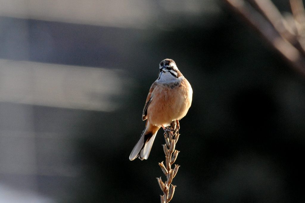おはよう、ホオジロくん　　DSC_9659