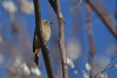 ジョウビタキ　　DSC_4347