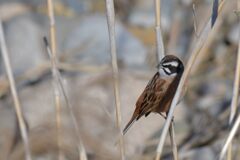 キリっと　DSC_6597