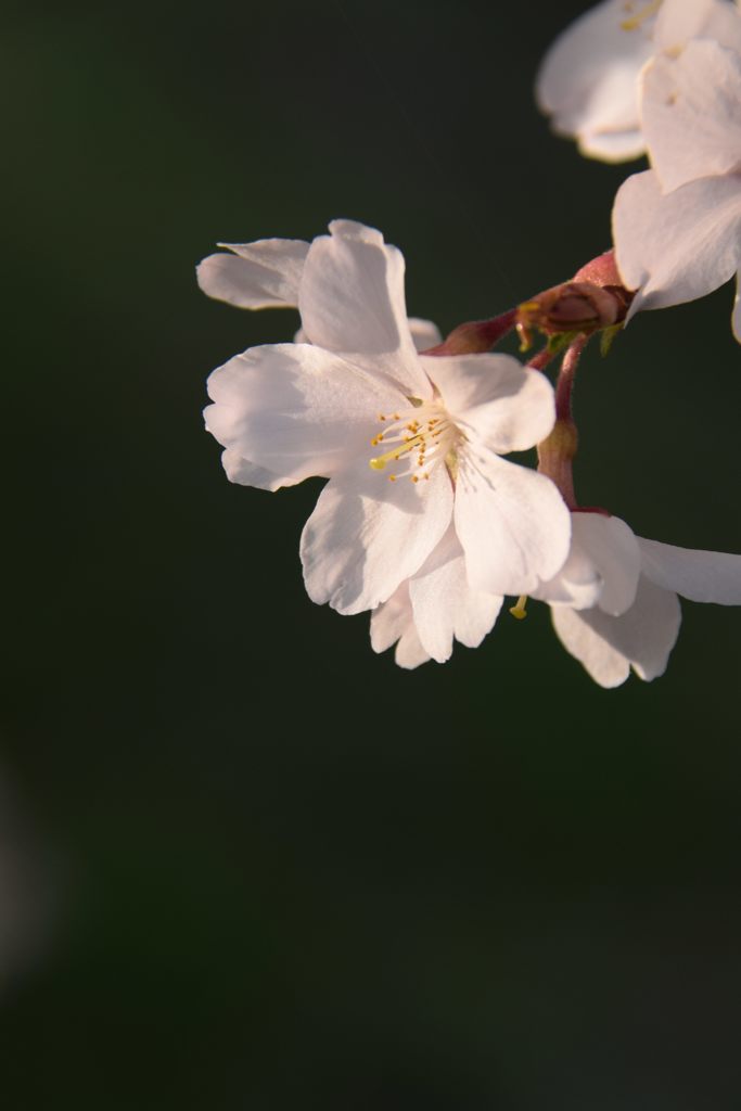 安息　DSC_1354
