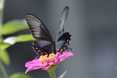 輝く翅　　DSC_1407