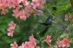 華麗に舞う　DSC_4415