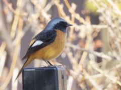 お立ち台　DSCN2605