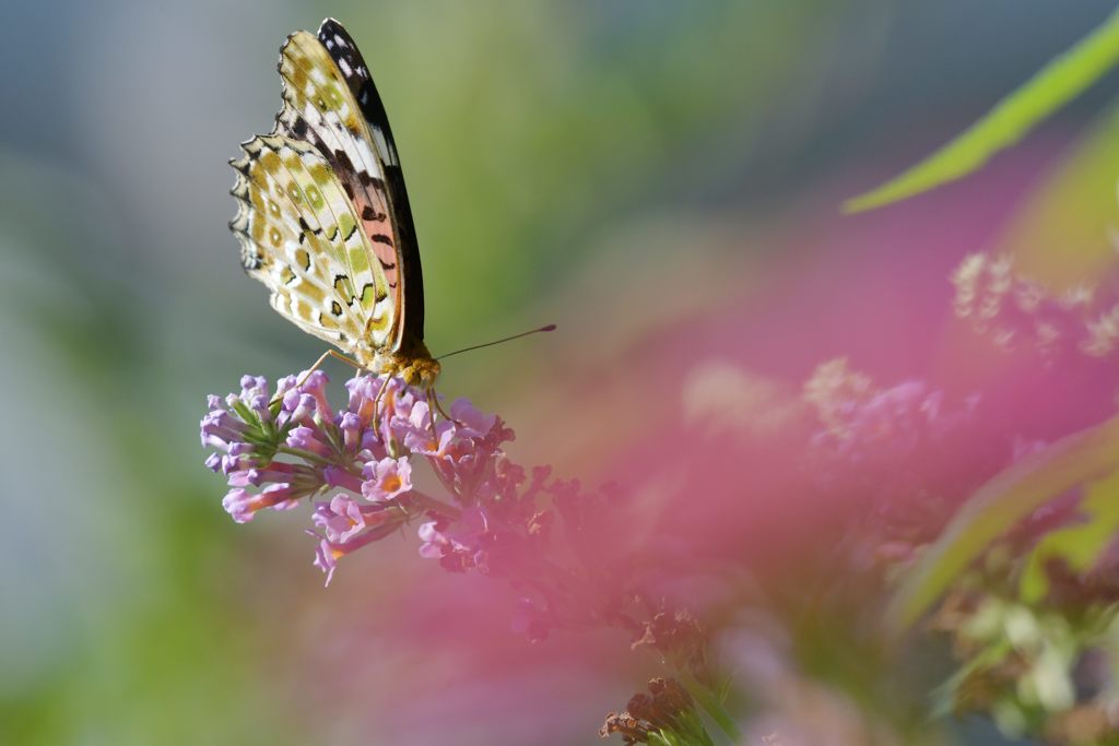 ブッドレアにツマグロヒョウモン　２　DSC_5695