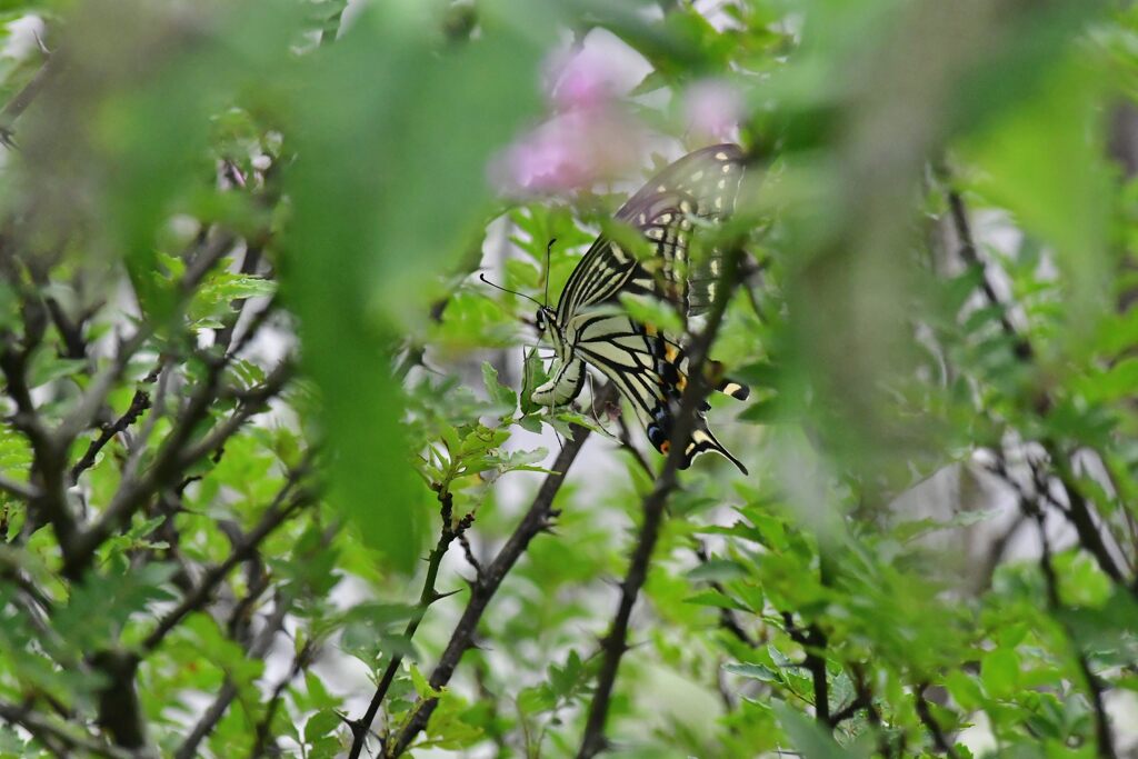 命を託す　１　　　DSC_1055