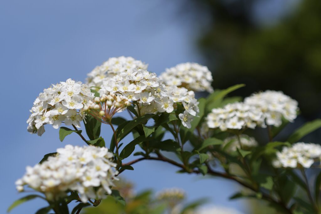 コデマリ　　DSC_1840