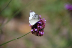 懐かしいね（モンシロチョウ？）　DSC_3370