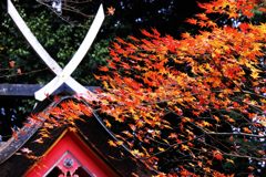 白山神社の紅葉　　　DSC_5896