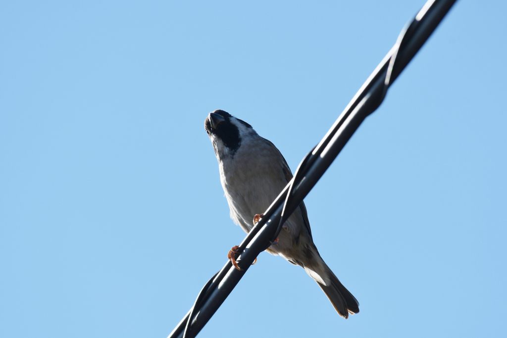 今日も撮るの？　DSC_1569