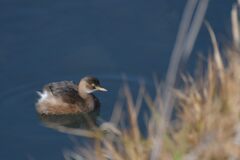 カイツブリ　　DSC_4773