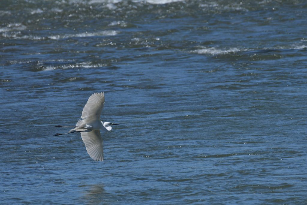 チュウサギの舞い　２　DSC_2856