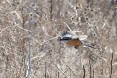 モズの餌探し　DSC_8870