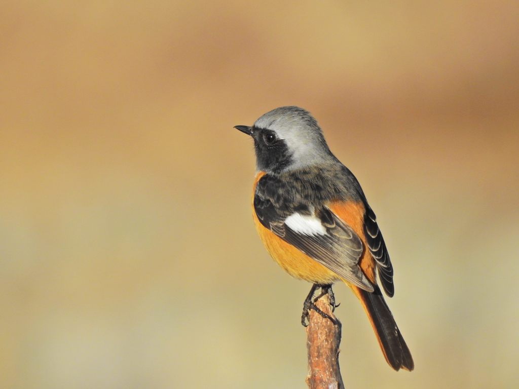 川原のジョウビタキ　DSCN1841