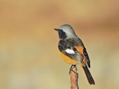 川原のジョウビタキ　DSCN1841