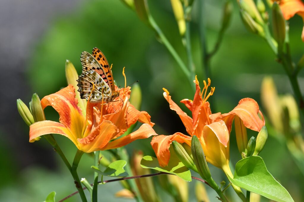 野の花にツマグロヒョウモン　　DSC_8908