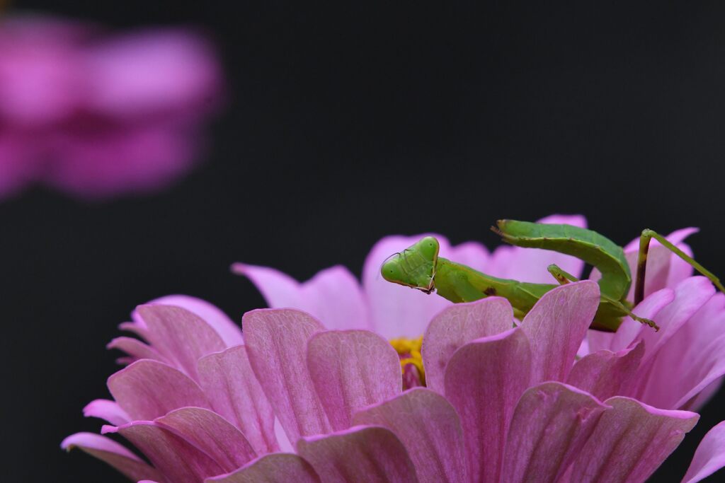 オラも撮ってくれや　　DSC_0437