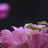 オラも撮ってくれや　　DSC_0437
