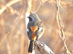 オレンジ色　DSCN1003