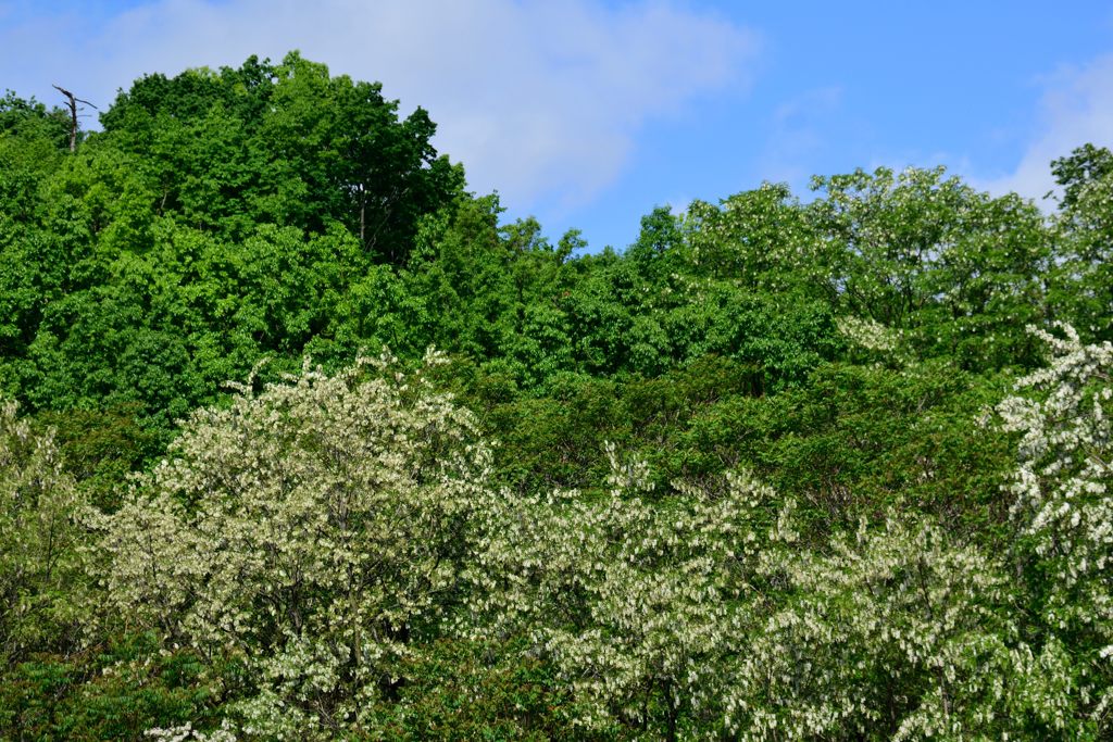 対岸のアカシア　DSC_7371
