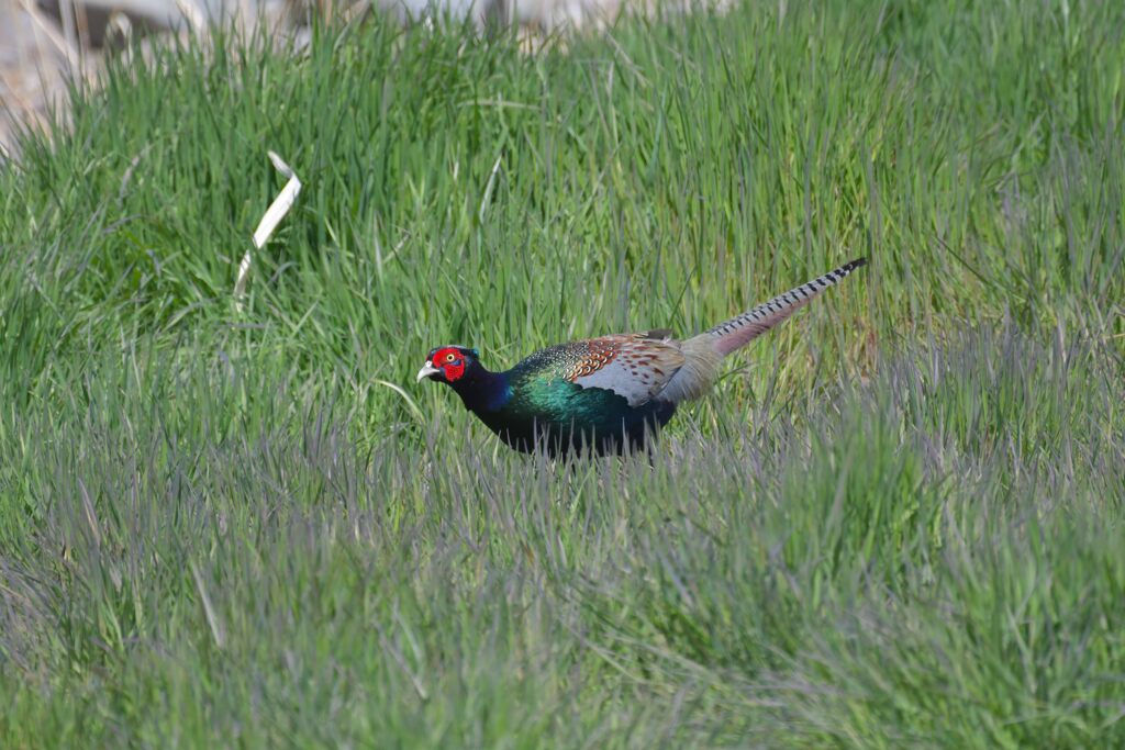 国鳥の輝き　　DSC_8863