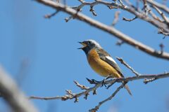 ヒッヒッ、カッカッ！　　DSC_3422