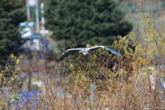 アオサギの滑空　DSC_2787