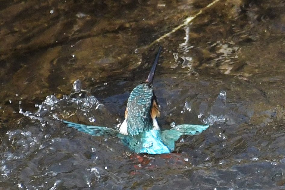 カワセミの水浴び　１　　DSC_5916