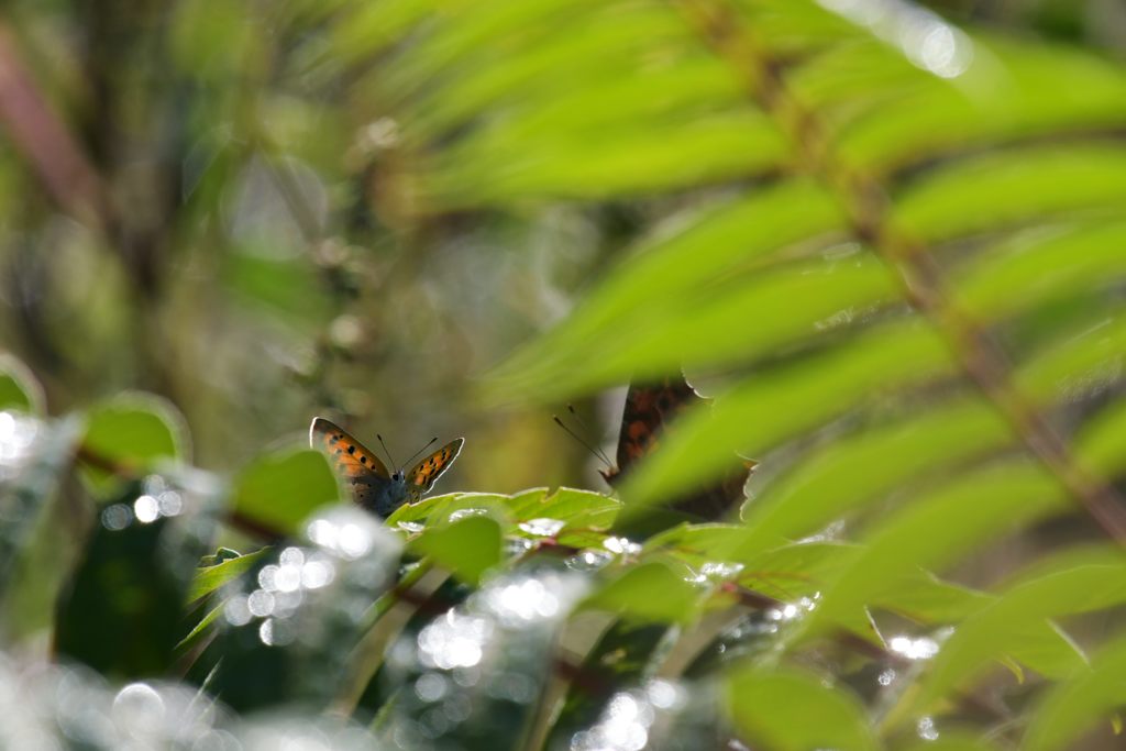 朝露光る頃　DSC_0035