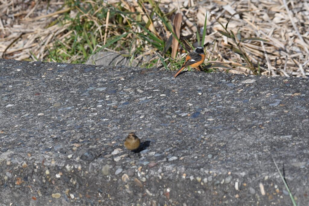 おや、変なおっさんがいるぞ・・・（縄張り争い７）　　DSC_5722