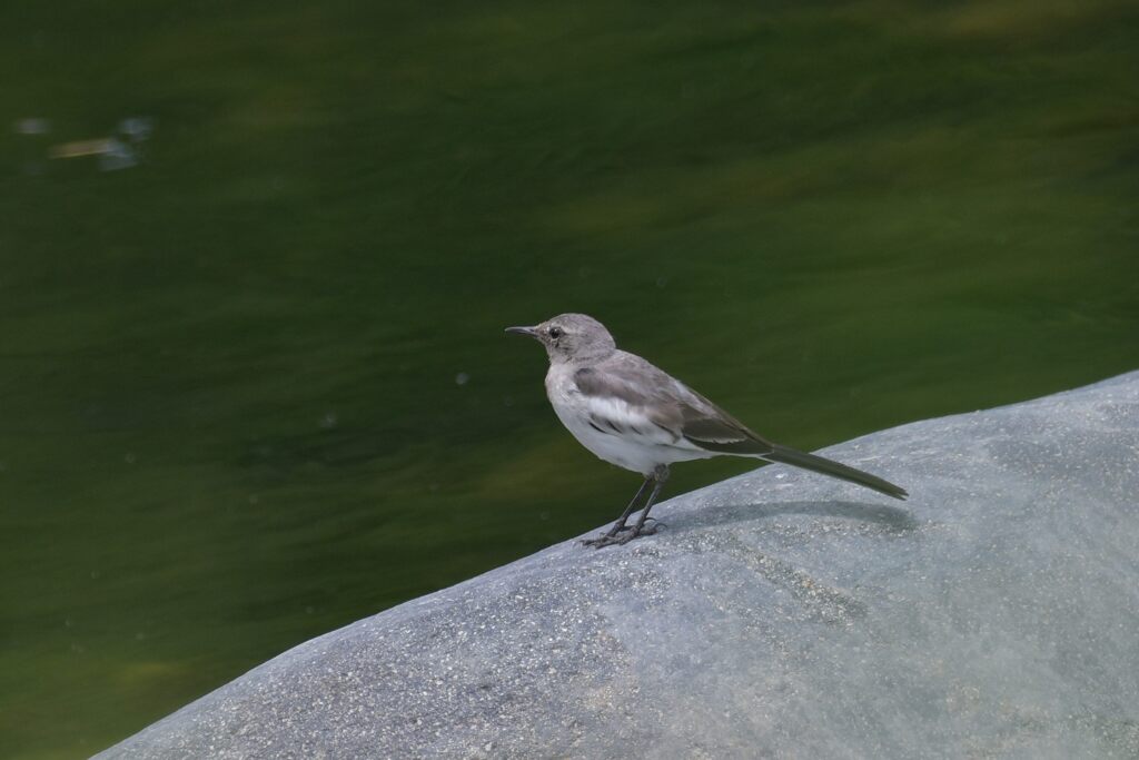 君は誰かな？　　DSC_5580