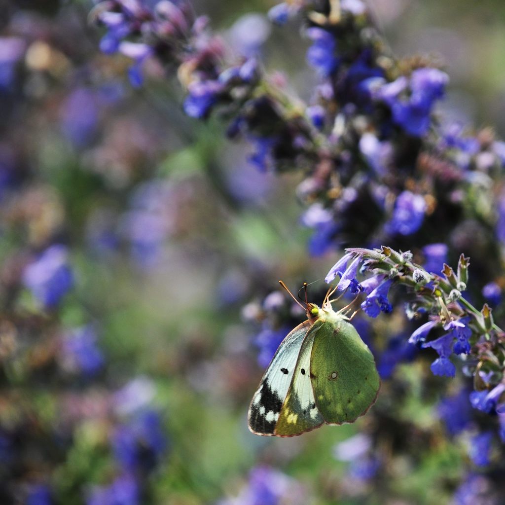 モンキチョウ　DSC_4095