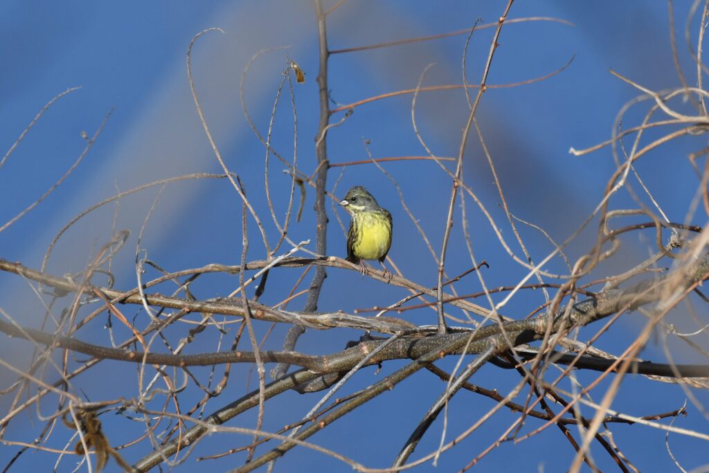 アオジ　　DSC_6485