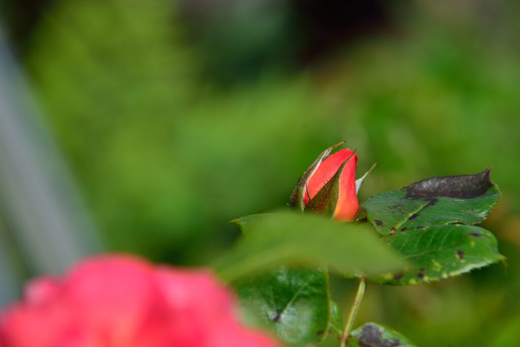 蕾またひとつ　　DSC_4435